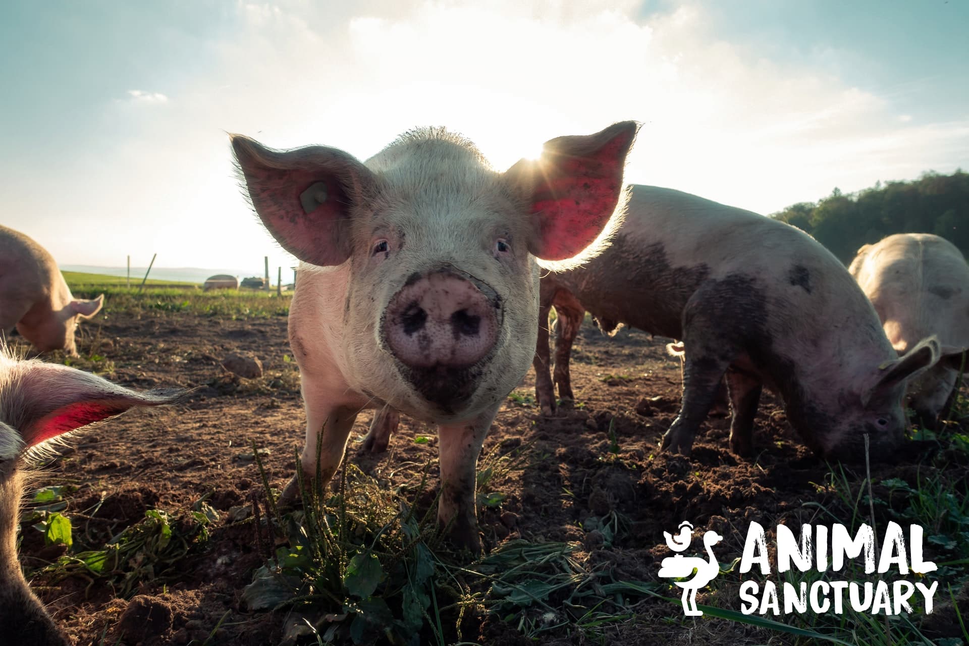 Pigs at the Animal Sanctuary Foundation