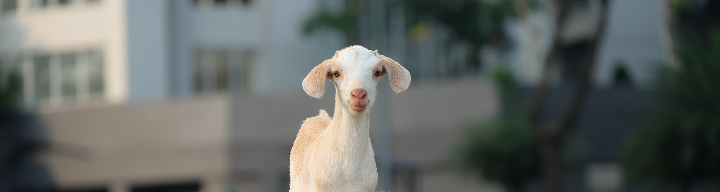 Goat at the Animal Sanctuary Foundation